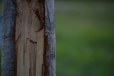 Close-up of lizard on tree trunk