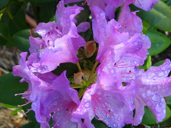 Close-up of flowers blooming outdoors