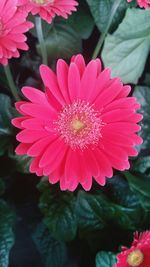 Close-up of pink flower blooming outdoors