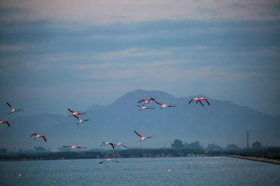 Birds flying over lake against sky