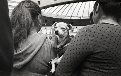 Portrait of a dog