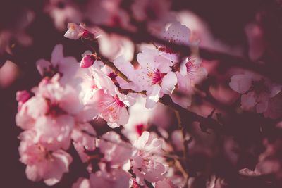 Close-up of pink cherry blossom