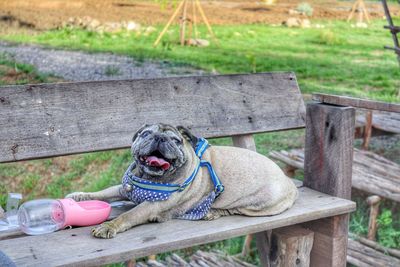 Dog sitting on bench in park