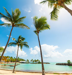 Palm trees on beach against sky