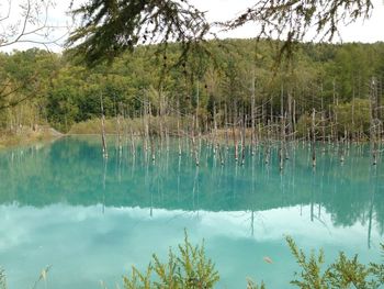 Scenic view of lake in forest