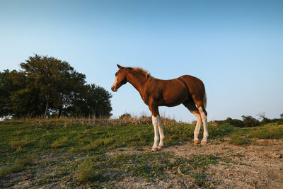 Horse standing in a field