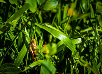 Close-up of butterfly on grass