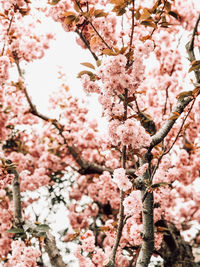 Low angle view of pink cherry blossom
