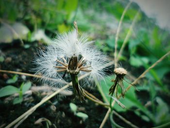 Close-up of dandelion flower