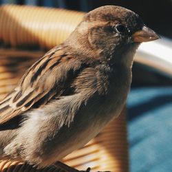 Close-up of bird perching