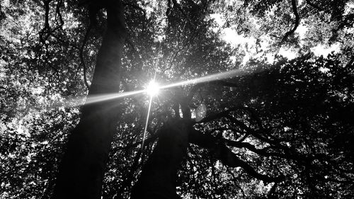 Low angle view of trees in forest against sky