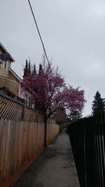 Walkway by trees against sky