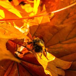 Close-up of bee on leaf