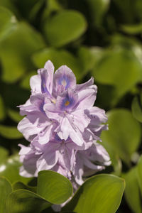 Close-up of purple flower