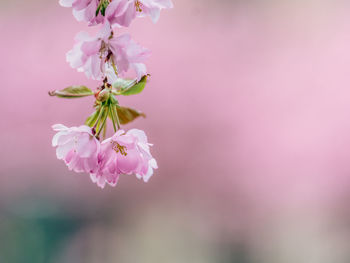 Cherryblossom