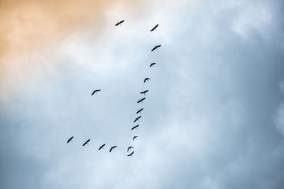 Low angle view of birds flying in sky