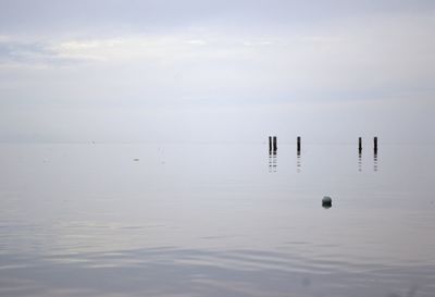 Bird swimming in water against sky