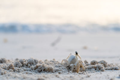 Close-up of horse on beach