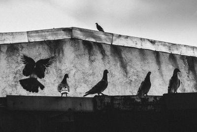 Birds perching on built structure against sky
