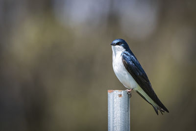 Close-up of bird perching on wooden post