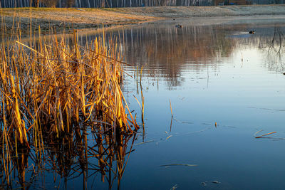 Reflection of plants in lake