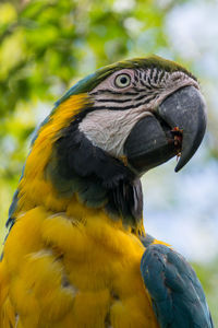 Close-up of a parrot