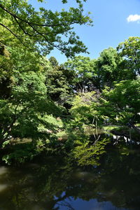 Trees by lake in forest against sky