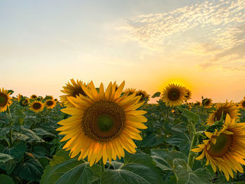 Bright sunflowers