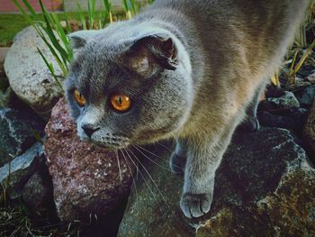 Portrait of cat on rock