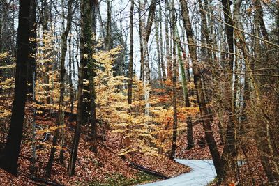 Trees in forest