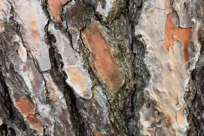 Full frame shot of tree trunk