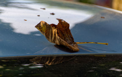 Close-up of leaf floating on water