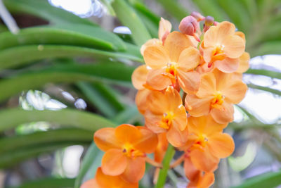 Close-up of orange flowering plant