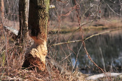 Close-up of bare tree in forest