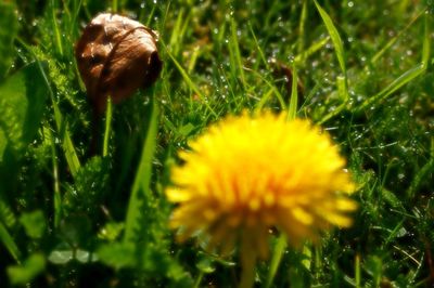 Close-up of dandelion growing in field