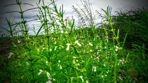 Close-up of flowering plants on land