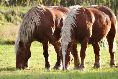 Horses grazing in a field