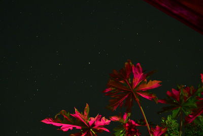 Close-up of red flowers blooming at night