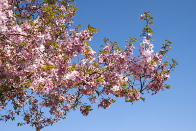 Low angle view of cherry blossoms in spring