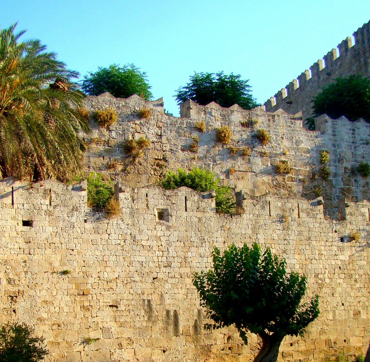 tree, clear sky, architecture, built structure, building exterior, growth, low angle view, history, palm tree, old ruin, plant, sunlight, stone wall, the past, nature, day, sky, blue, wall - building feature, ancient