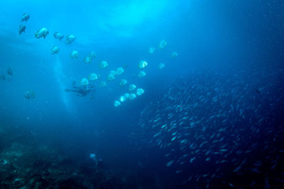 View of fish swimming in sea