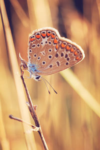 Close-up of butterfly on twig