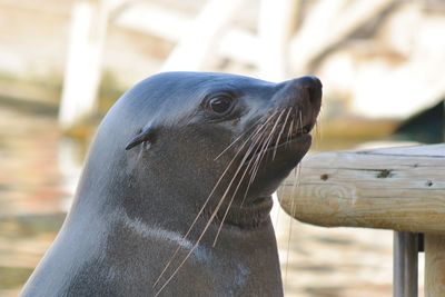 A sea lion in the swimming pool