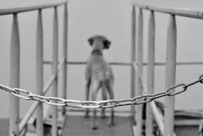 Dog looking away on railing