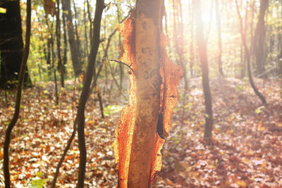 Trees in forest during autumn