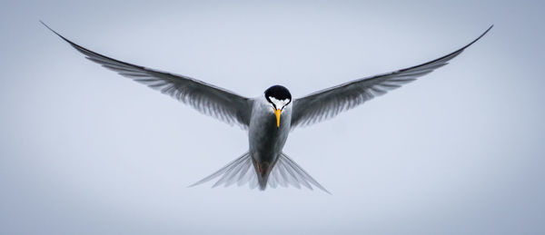Low angle view of tern bird flying against clear sky