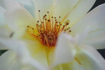 Close-up of yellow flower blooming outdoors