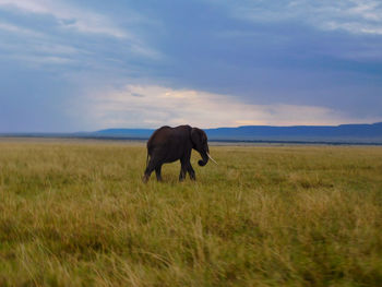 Elephant on a rainy day in masai mara reserve