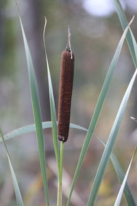 Close-up of plant growing on field