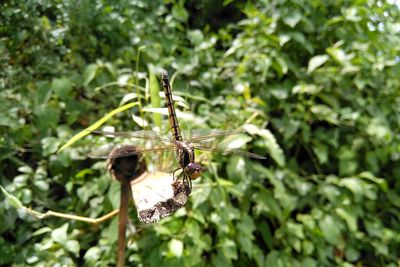 Close-up of insect on plant